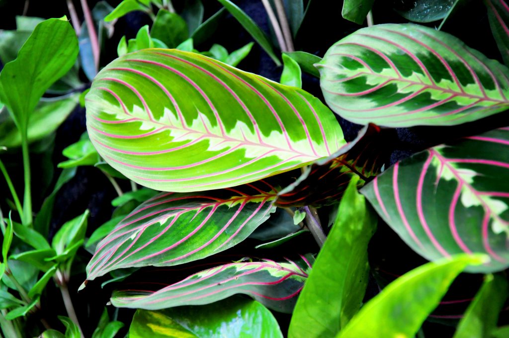 MARANTA Photo by Jenő Szabó from Pixabay 1 1024x680 - 10 plantas ideais para decorar ambientes internos!