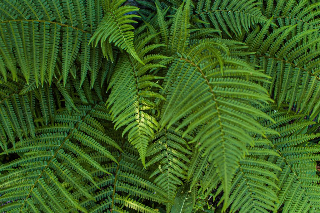 SAMAMBAIA Photo by Trygve Finkelsen from Pexels 1024x683 - 10 plantas ideais para decorar ambientes internos!