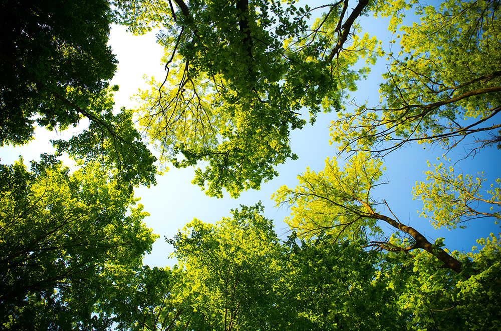 biomimética - Biomimética, quando o design imita a natureza